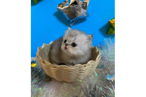 成約済の大阪府のペルシャ-68367の2枚目